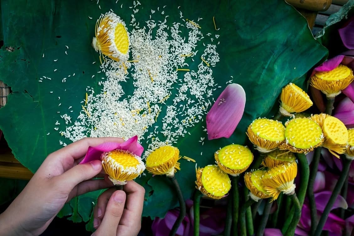 Tách gạo sen — phần thơm quý nhất của bông sen
